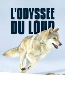 Mit den Augen des Wolfes – Auf Streifzug durch Europa, Cover, HD, Serien Stream, ganze Folge