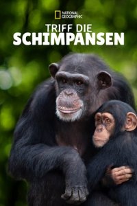 Cover Triff die Schimpansen, Poster